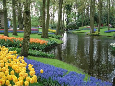 Keukenhof in tulipani